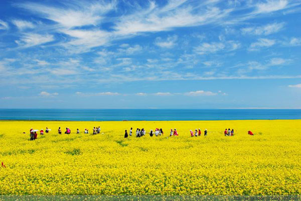 青海湖一日游包车一天多少钱